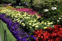 petunia_velvet_flowers_flowerbed_green_fencing_park_35494_2620x1940.jpg