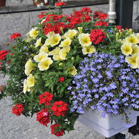 87815-pk-6.jpg