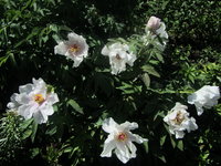 IMG_3354 1.jpg