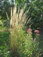 IMG_8890.JPG (1.59 МБ) 3295 просмотров Вейник остроцветковый