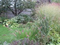 IMG_8815.JPG (1.51 МБ) 3295 просмотров Перистощетинник и просо