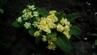 IMG_20170622_124531.JPG
