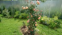 IMG-20170718-WA0003.jpg