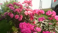 DSC_1247.JPG