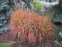 Мискантус китайский «Purpurascens» .jpg