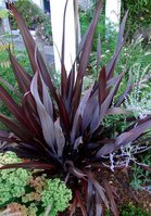 New-Zealand-Flax-Purpureum.jpg