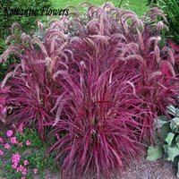 Hardy perennial фонтан трава слоновая.jpg