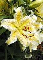 YELLOW TIGER