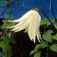 Clematis Lemon Dream