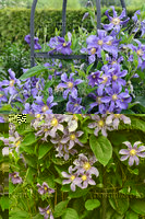 Clematis integrifolia 'Juuli'