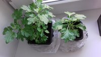 Корейские хризантемы.