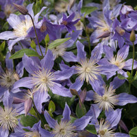 Клематис diversifolia BLUE RIVER