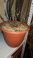 IMG-20180410-WA0009(1).jpeg