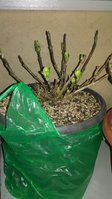 IMG-20180410-WA0007.jpeg