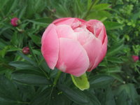 IMG_5278 1.jpg