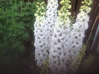image.jpeg