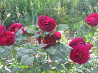 IMG_5543 1.jpg