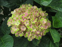 IMG_5625.jpg 1.jpg