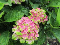IMG_5989.jp 1g.jpg