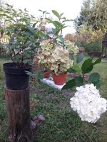 20180828_175852.jpg