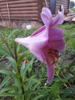 20180724_204607.jpg