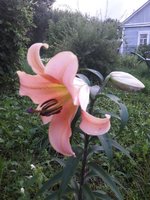 20180724_204544-1.jpg