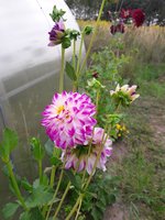 20180909_160334.jpg
