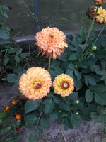 20180909_160353.jpg