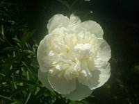 DSC_9244.JPG