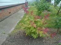 DSC_9184.JPG