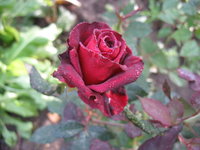 IMG_7712 1.jpg