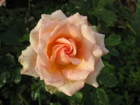 IMG_7722.jpg 2.jpg