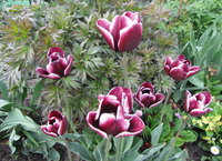 IMG_6957.jpg 1.jpg