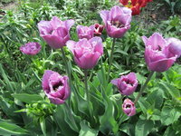 IMG_6937.jpg 1.jpg
