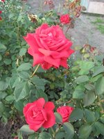 IMG_0974.JPG