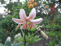 IMG_7286.jpg 1.jpg