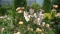 DSC_9551.JPG