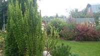 Эректа