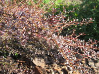 IMG_2717.JPG