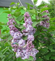 IMG_7306.jpg 1.jpg