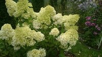 Пересорт,определила,как Лайм Лайт
