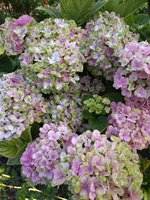 IMG_20190804_171235_BURST009.jpg