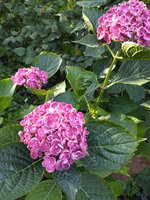 IMG_20190804_171300.jpg