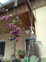 IMG_20190803_135828.jpg
