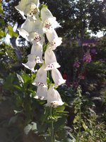 IMG_20190804_171332.jpg