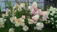 DSC_9647.JPG
