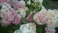 DSC_9648.JPG