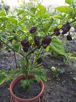 IMG_20190825_061750.jpg