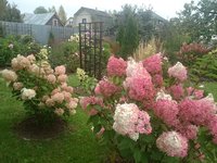 DSC_9802.JPG
