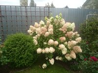 DSC_9796.JPG